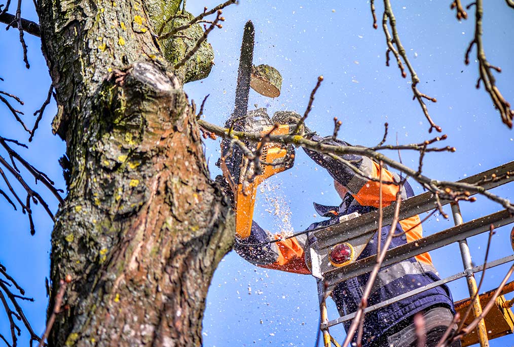 Entreprise d'abattage et élagage d'arbre Sainte-Marie-en-Chanois