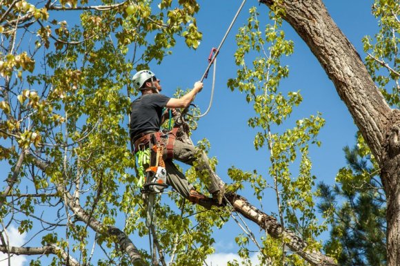 Professionnel pour l'élagage d'arbres en accès difficile Sainte-Marie-en-Chanois