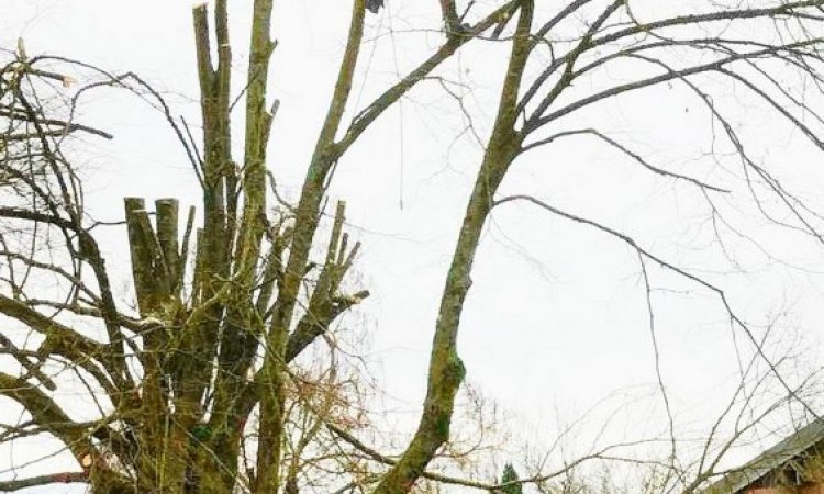 Seb au vert Abattage et démontage d'arbre Sainte-Marie-en-Chanois 