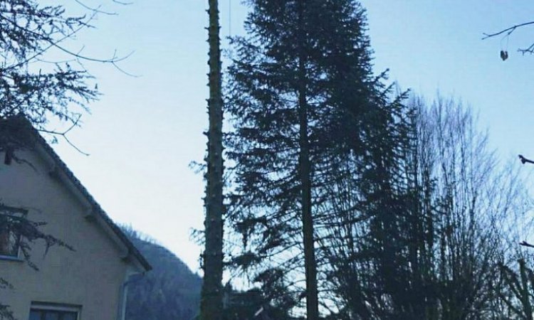 Seb au vert Abattage et démontage d'arbre Sainte-Marie-en-Chanois 